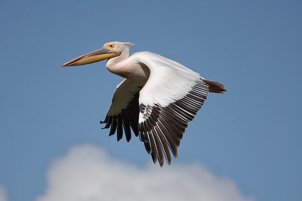 Great White Pelican - Thomas Gibson