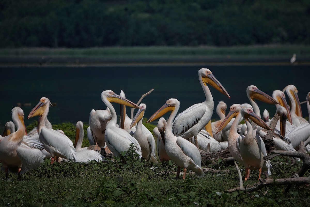 Great White Pelican - Thomas Gibson