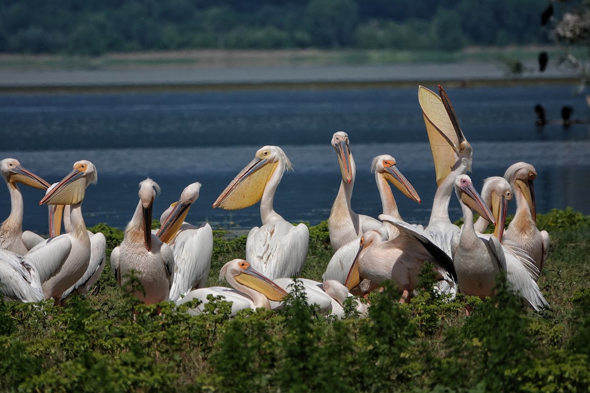 Great White Pelican - Thomas Gibson