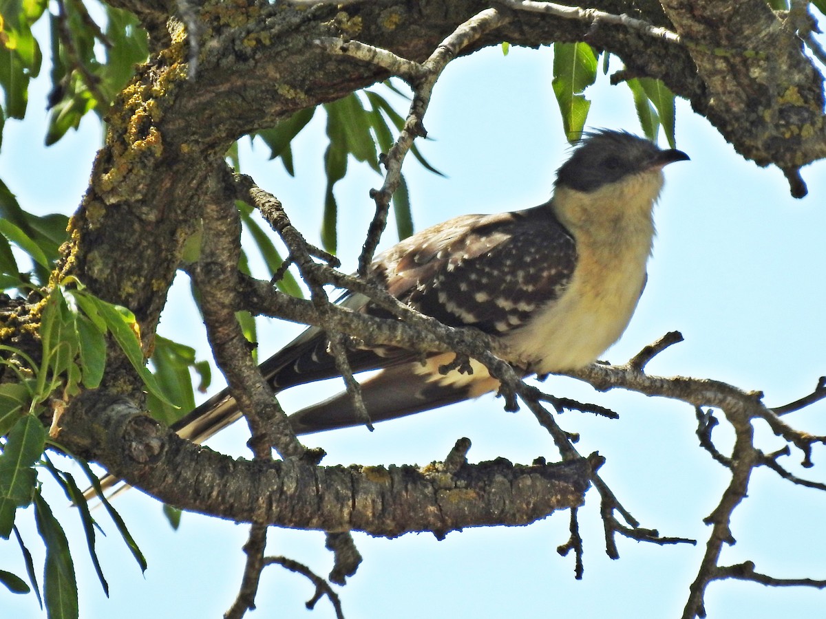 Great Spotted Cuckoo - ML618625342