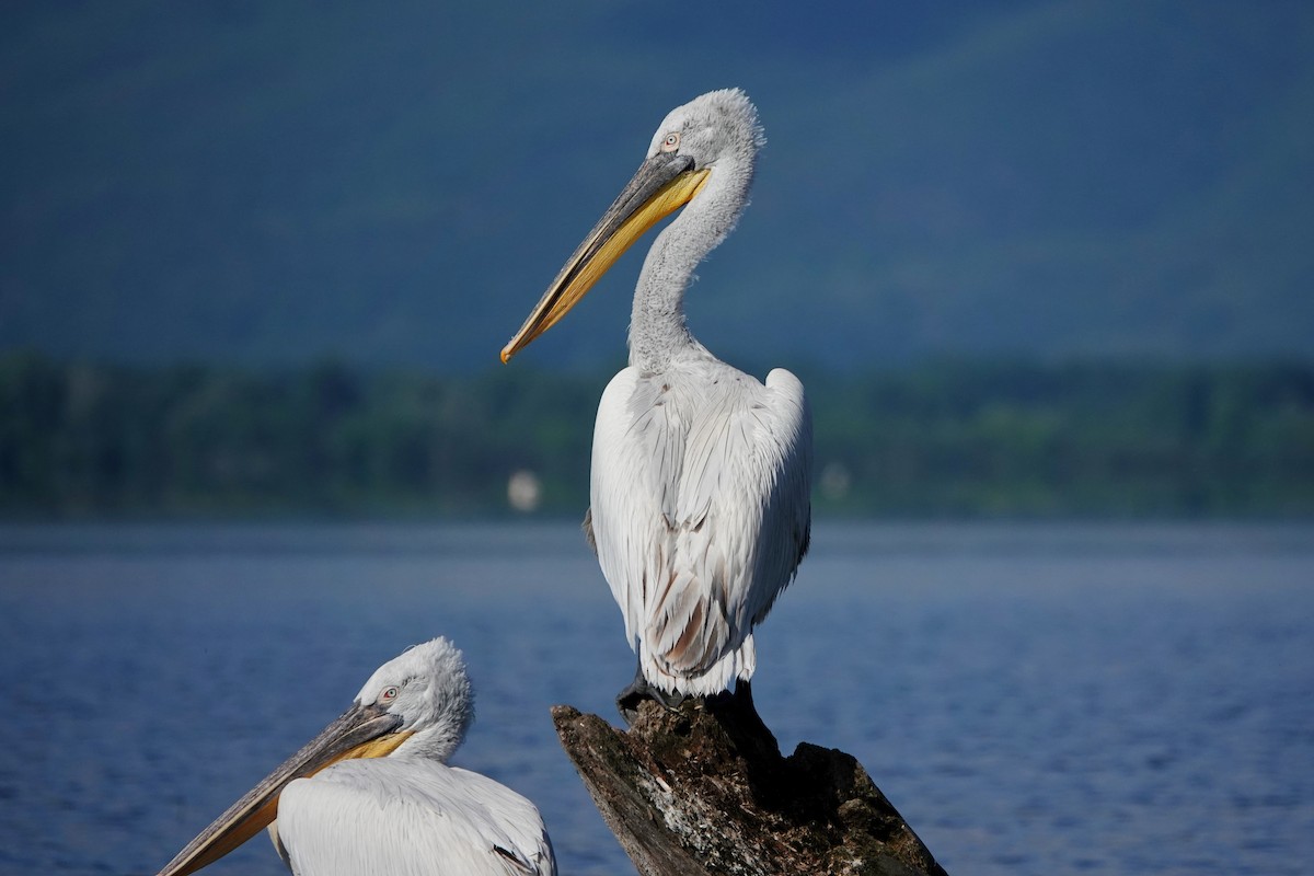 Dalmatian Pelican - ML618625358