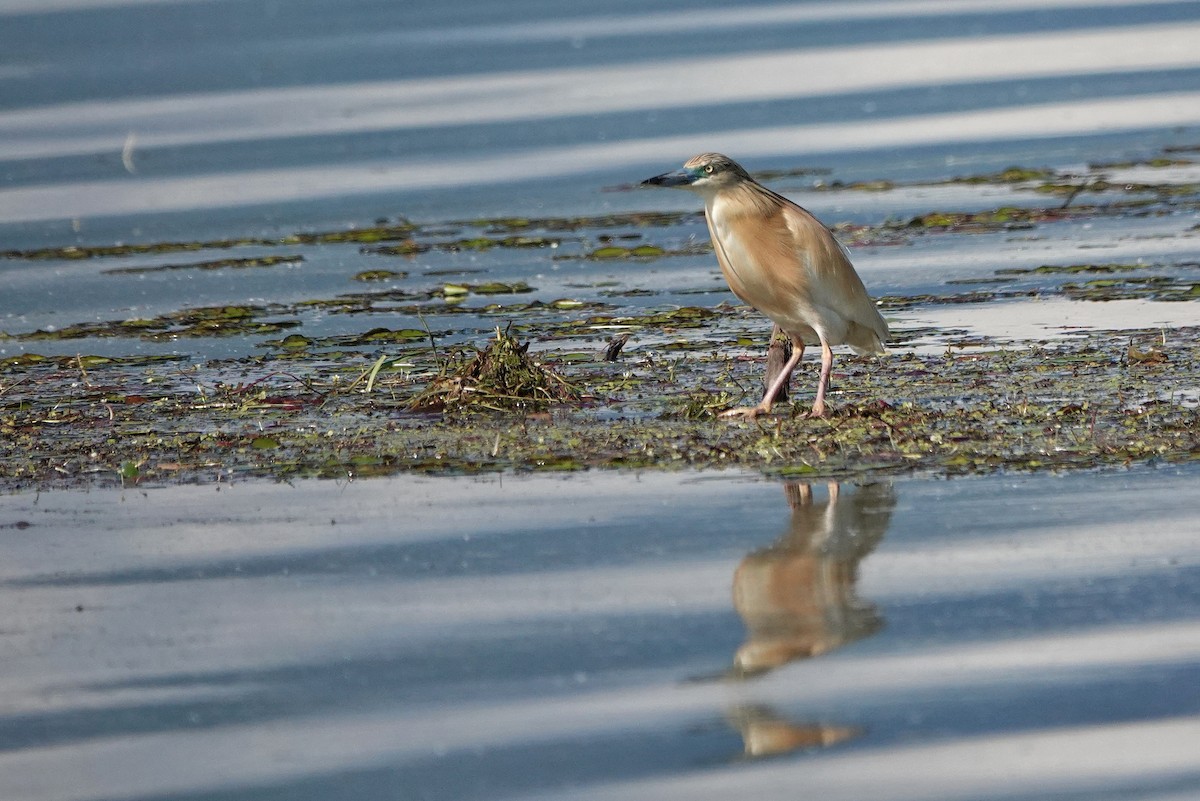 Squacco Heron - ML618625397