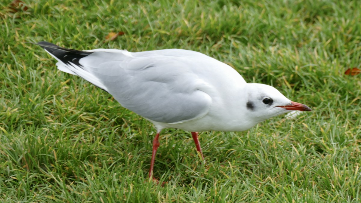 Black-headed Gull - Quentin Brown