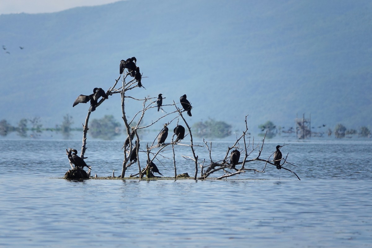 Great Cormorant - ML618625447