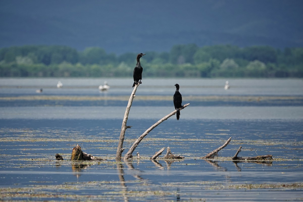 Pygmy Cormorant - ML618625464