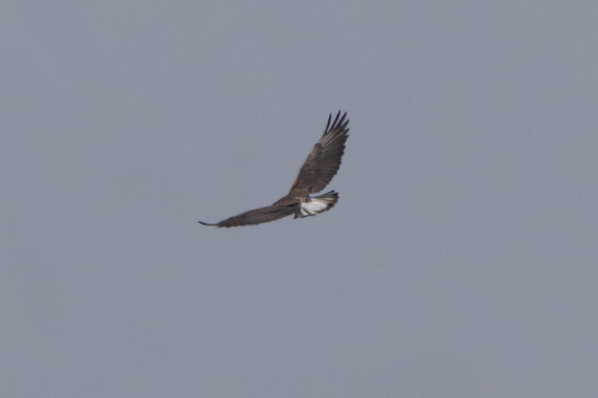 White-tailed Hawk - ML618625465