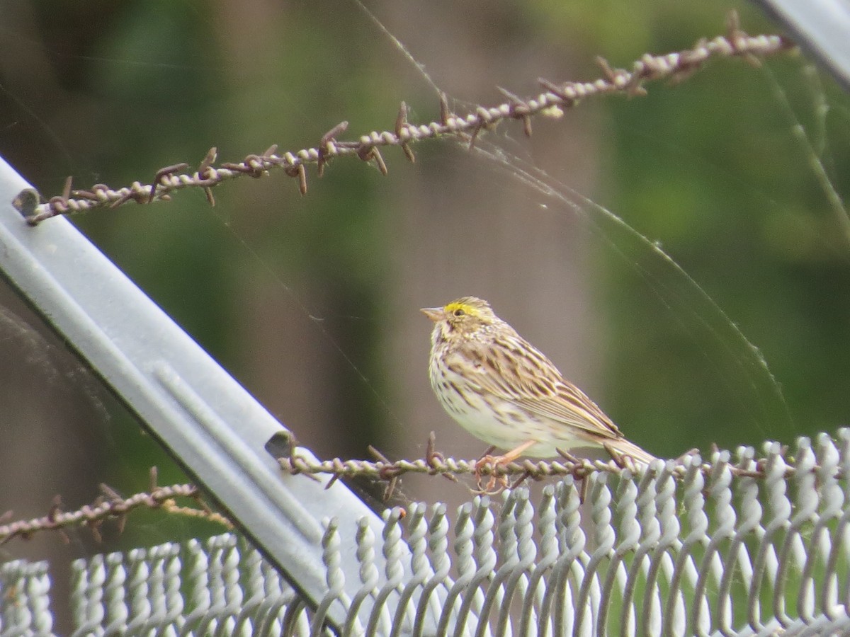 Savannah Sparrow - Ted Drozdowski