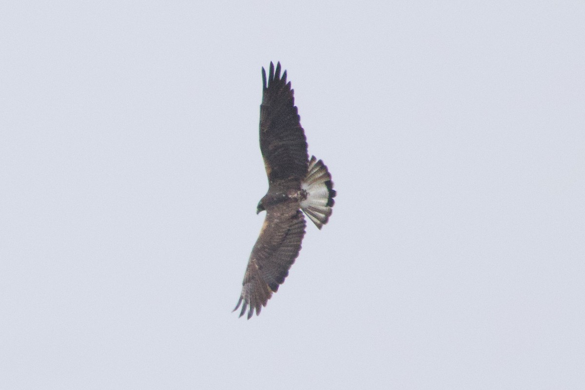 White-tailed Hawk - ML618625480