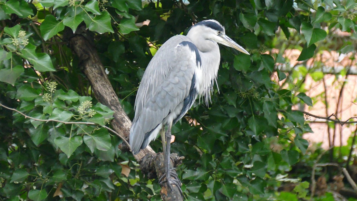 Gray Heron - Quentin Brown