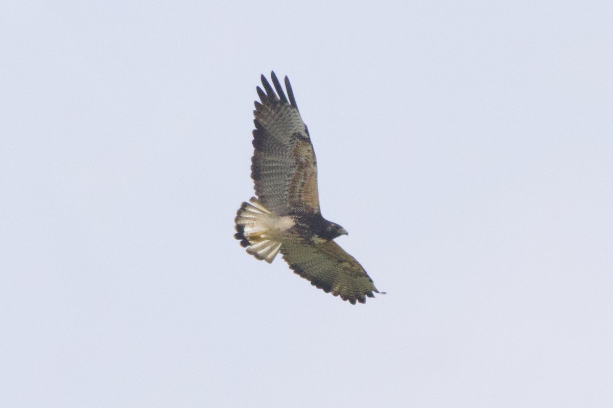 White-tailed Hawk - ML618625492