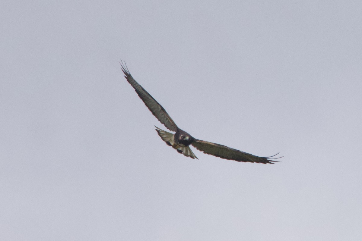 White-tailed Hawk - ML618625502