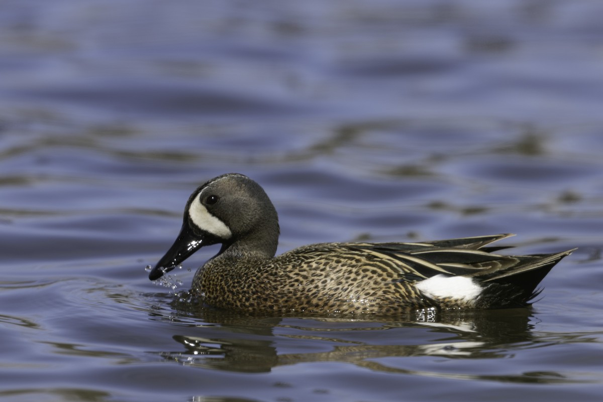 Blue-winged Teal - ML618625506