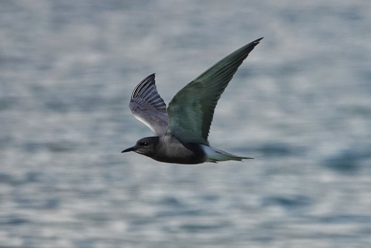 Black Tern - ML618625508