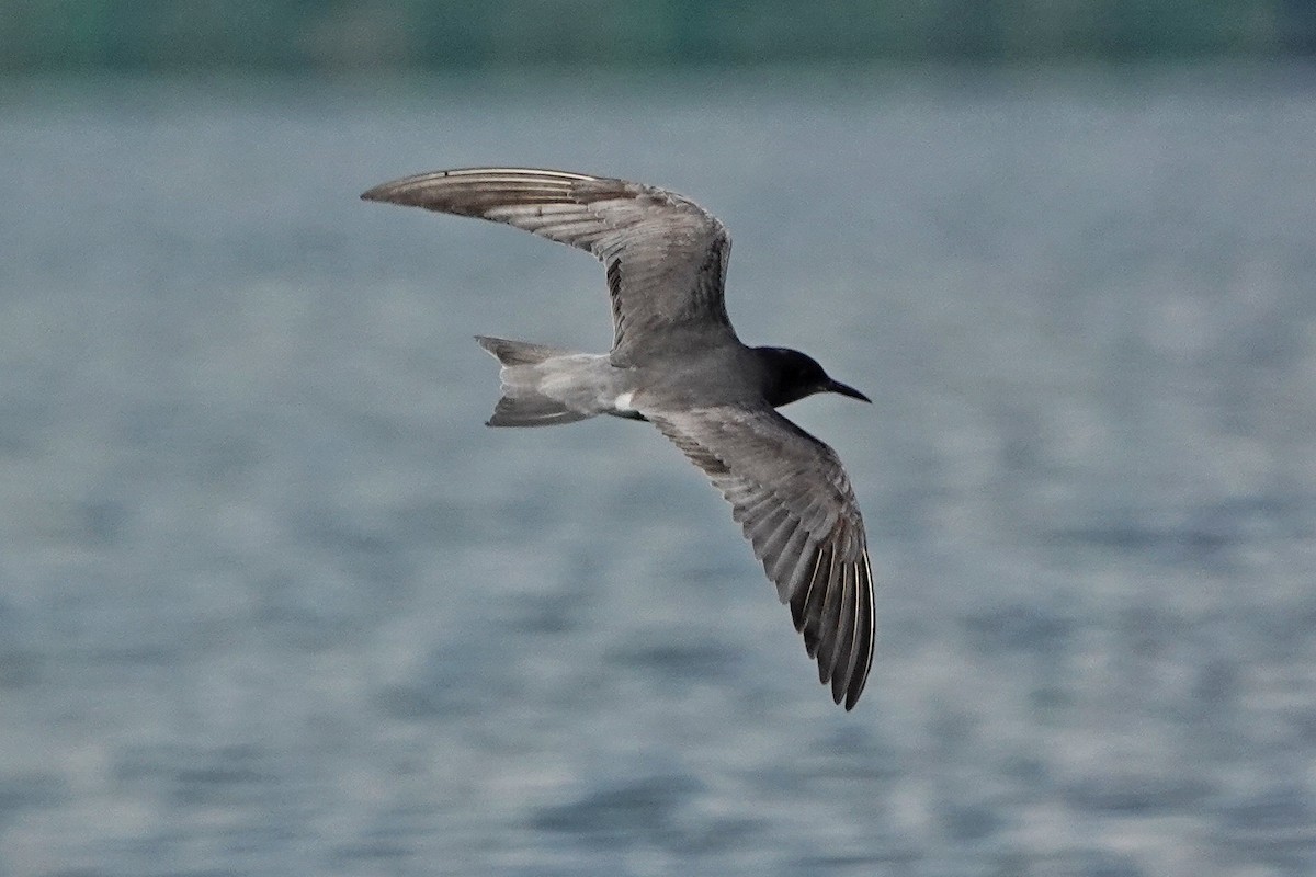 Black Tern - Thomas Gibson