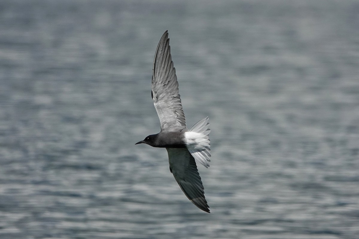 Black Tern - ML618625511