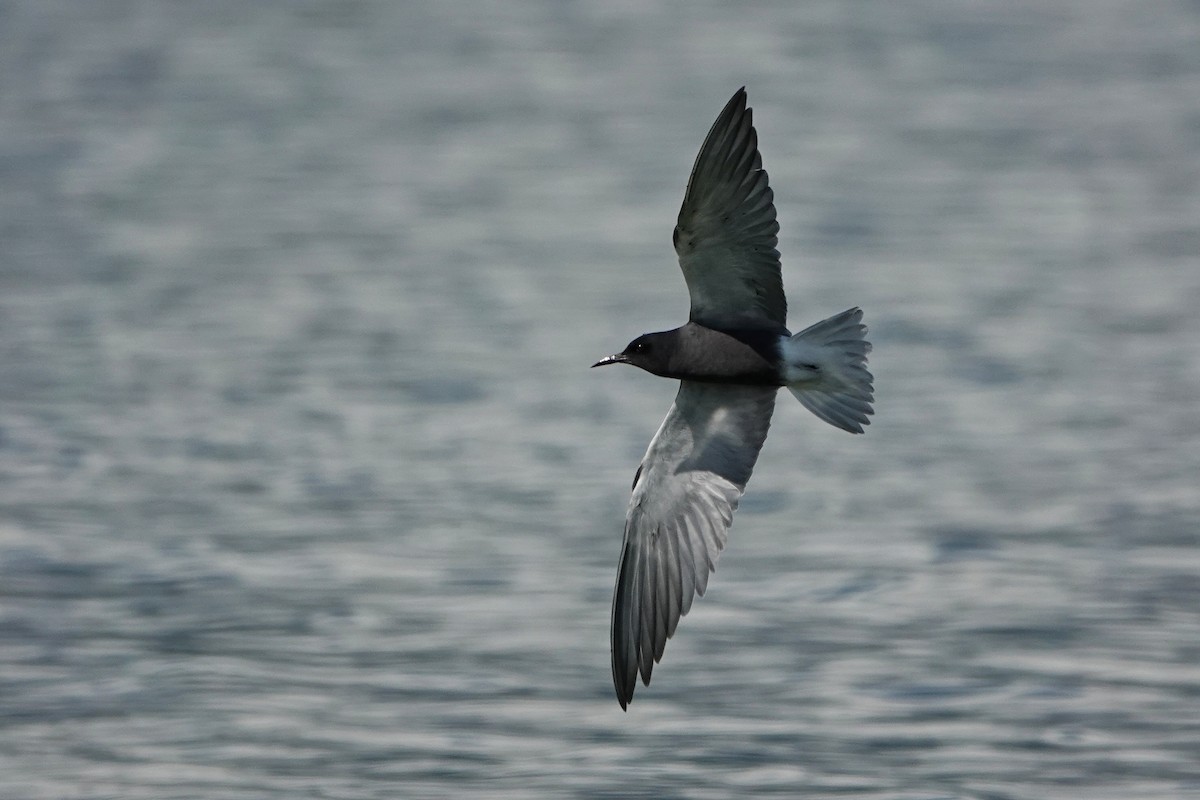 Black Tern - Thomas Gibson