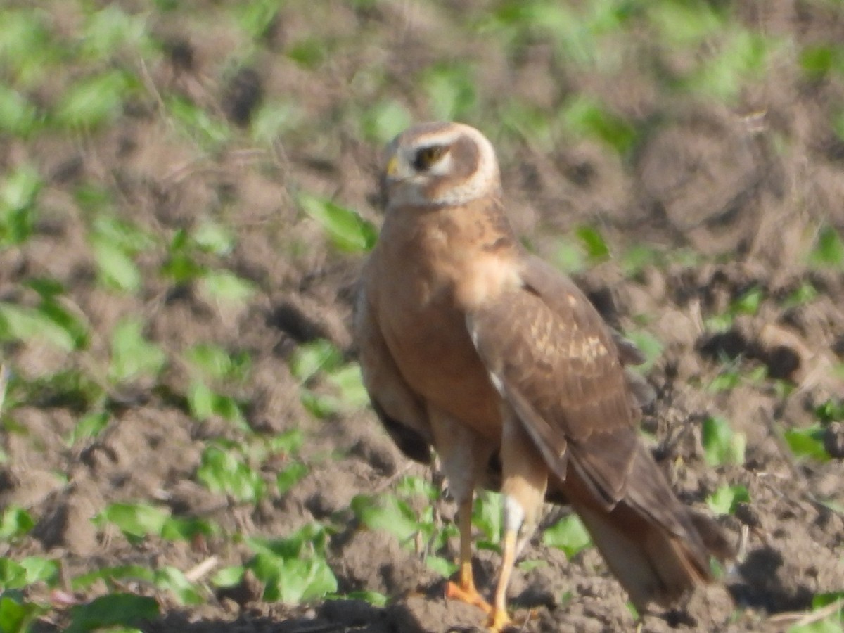 Pallid Harrier - Michal Jakubec