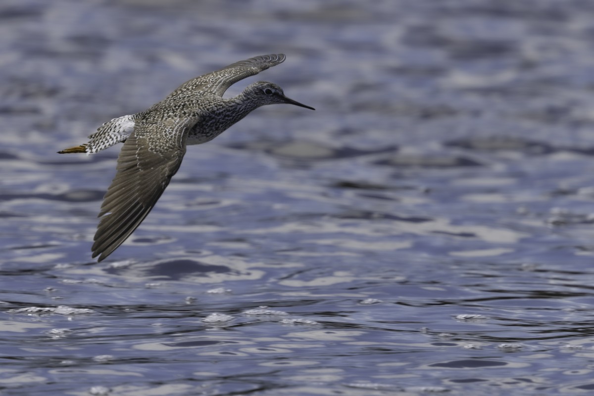 コキアシシギ - ML618625544