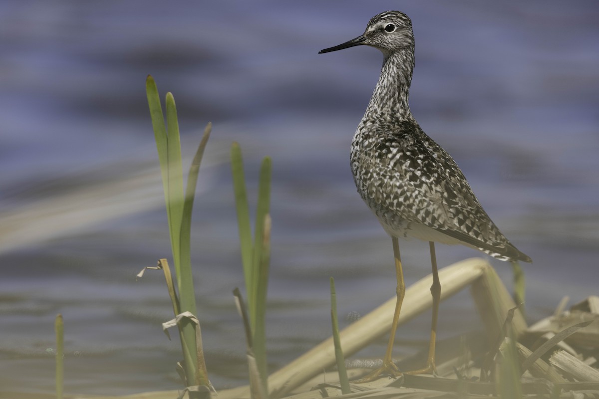 コキアシシギ - ML618625545