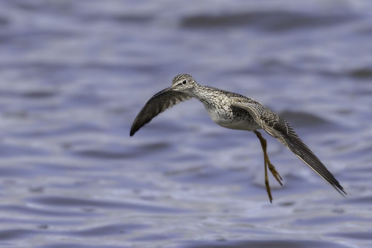 コキアシシギ - ML618625546