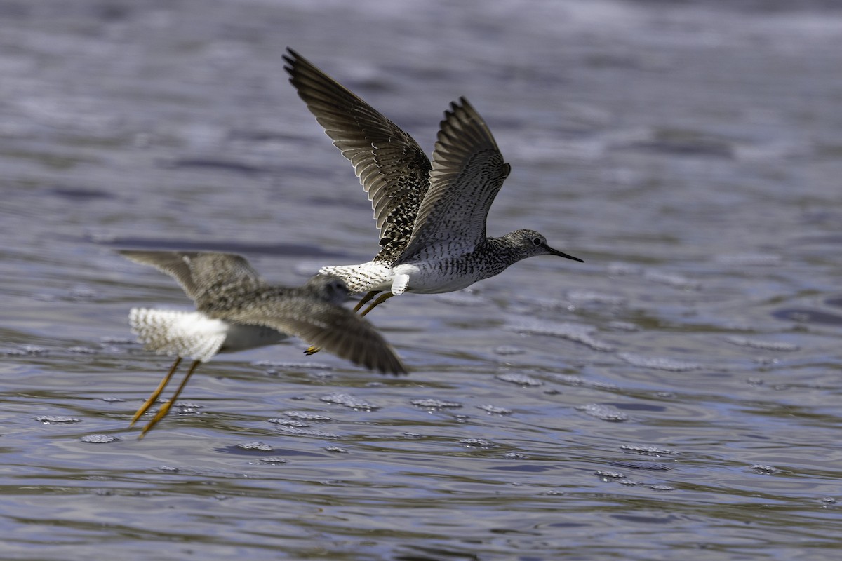 Lesser Yellowlegs - ML618625548