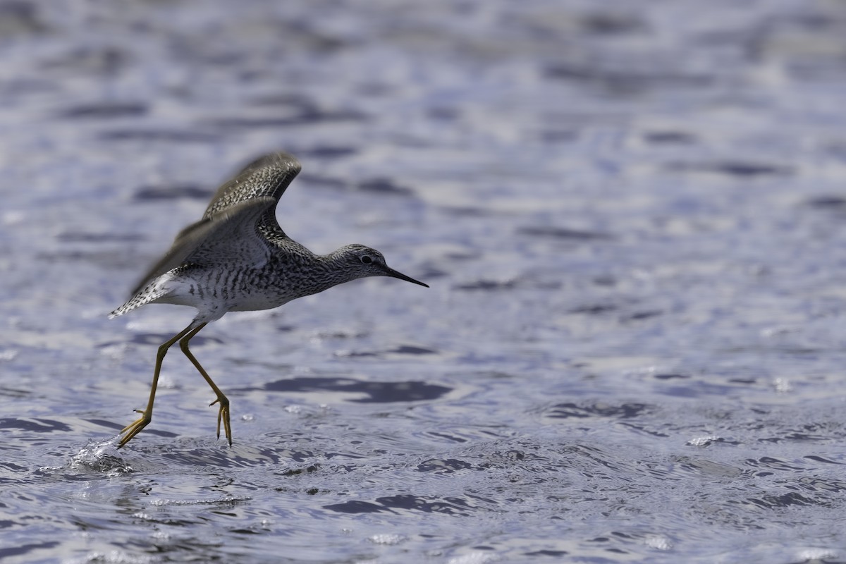 Lesser Yellowlegs - bellemare celine