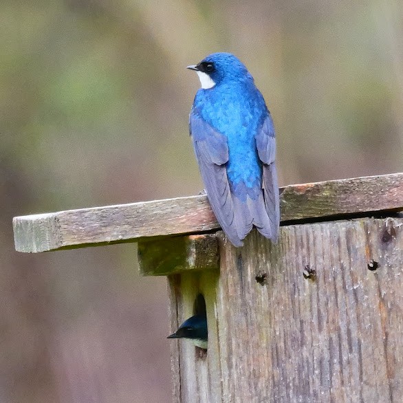 Tree Swallow - Mary Murphy