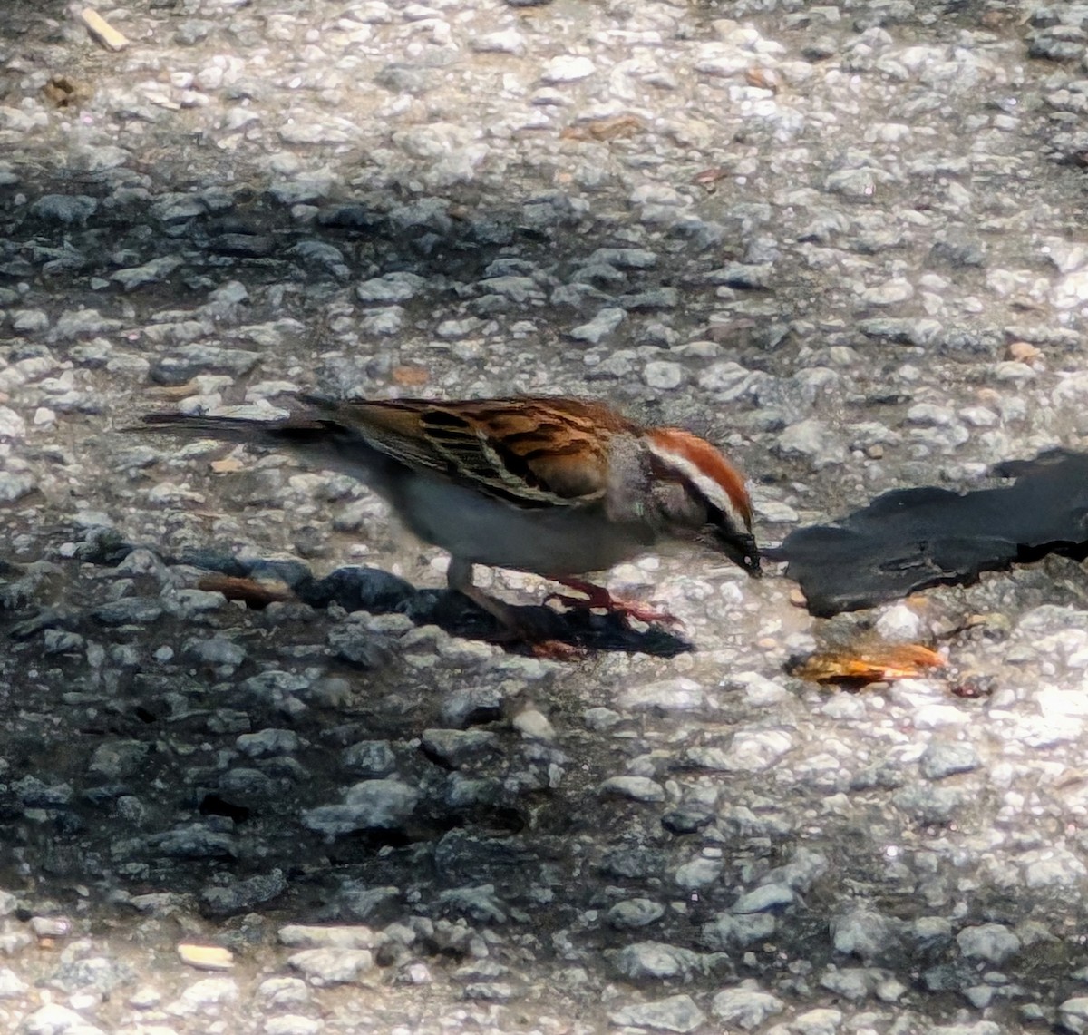 Chipping Sparrow - ML618625583