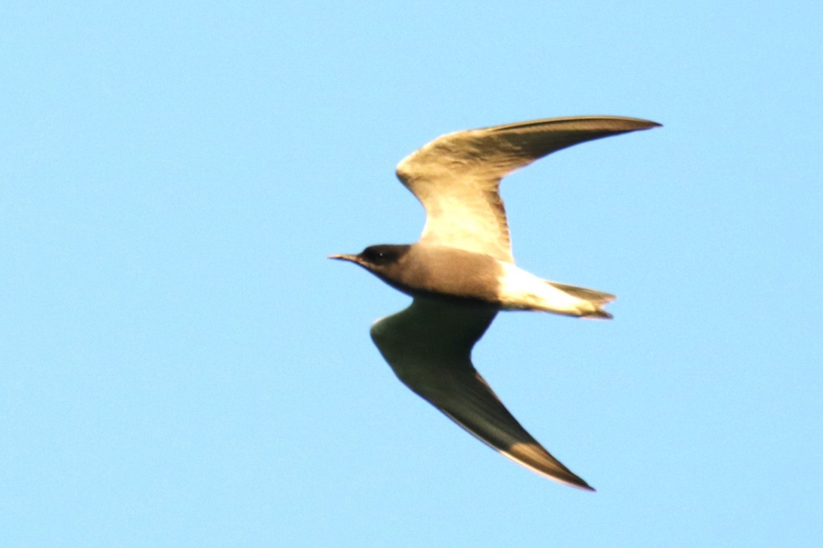 Black Tern - Jan Roedolf