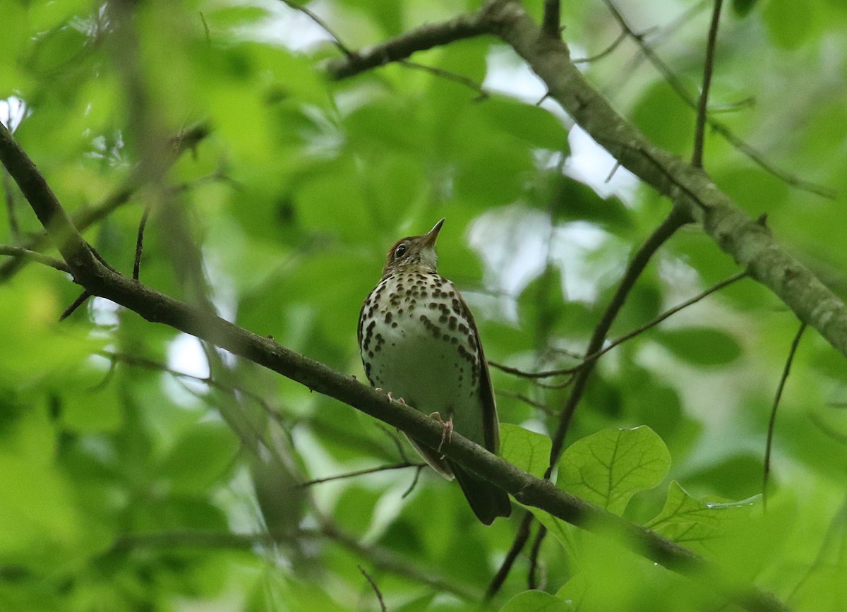 Wood Thrush - ML618625612