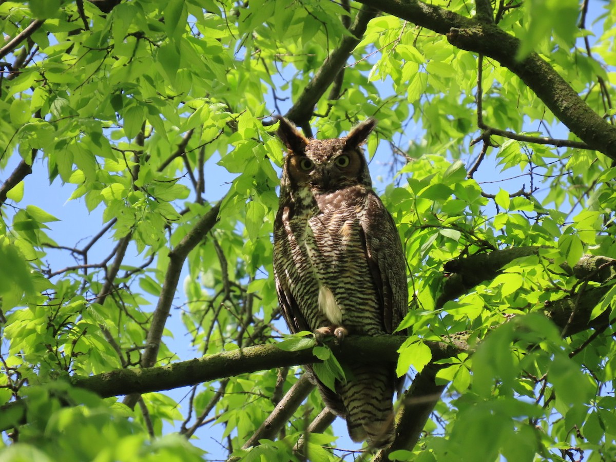 Great Horned Owl - ML618625637