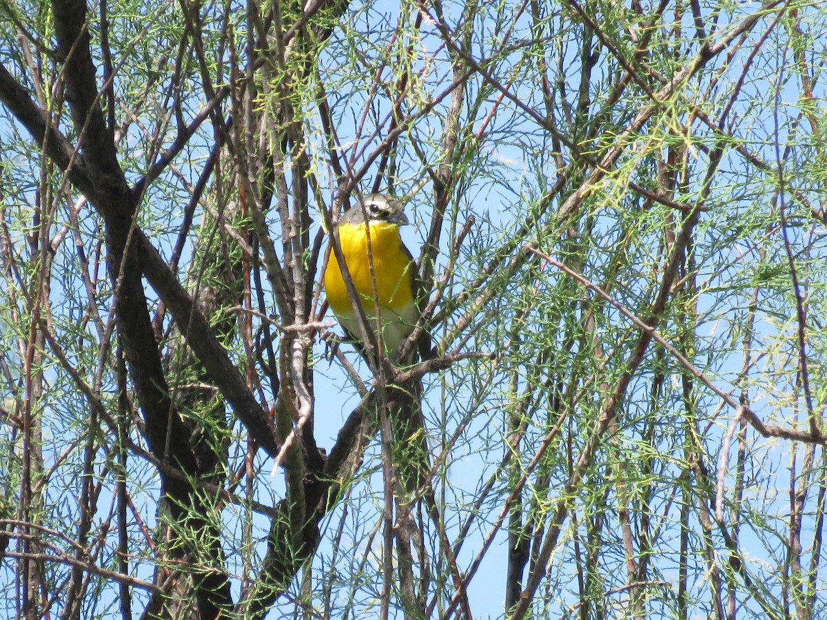 Yellow-breasted Chat - Jim Crites