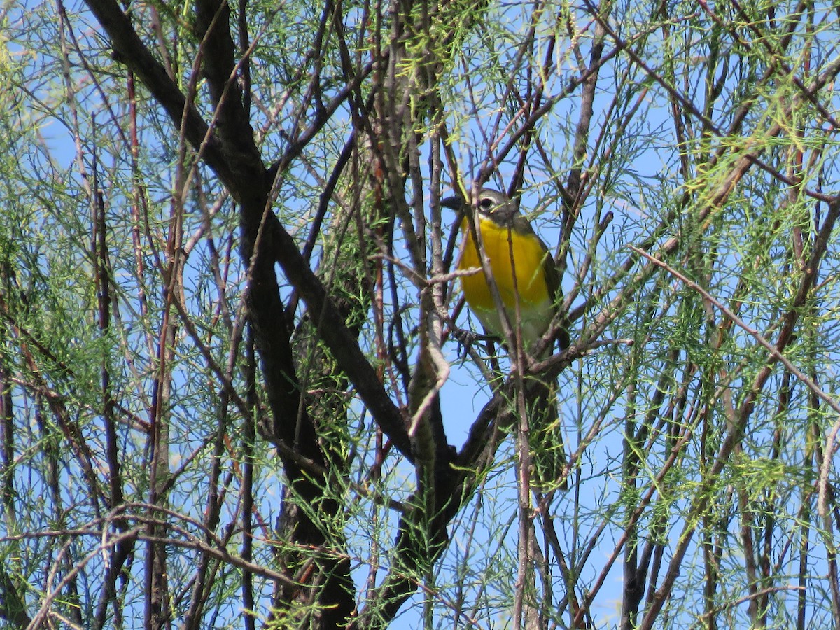 Yellow-breasted Chat - Jim Crites