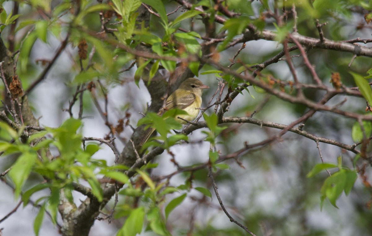 Bell's Vireo - Marcus England