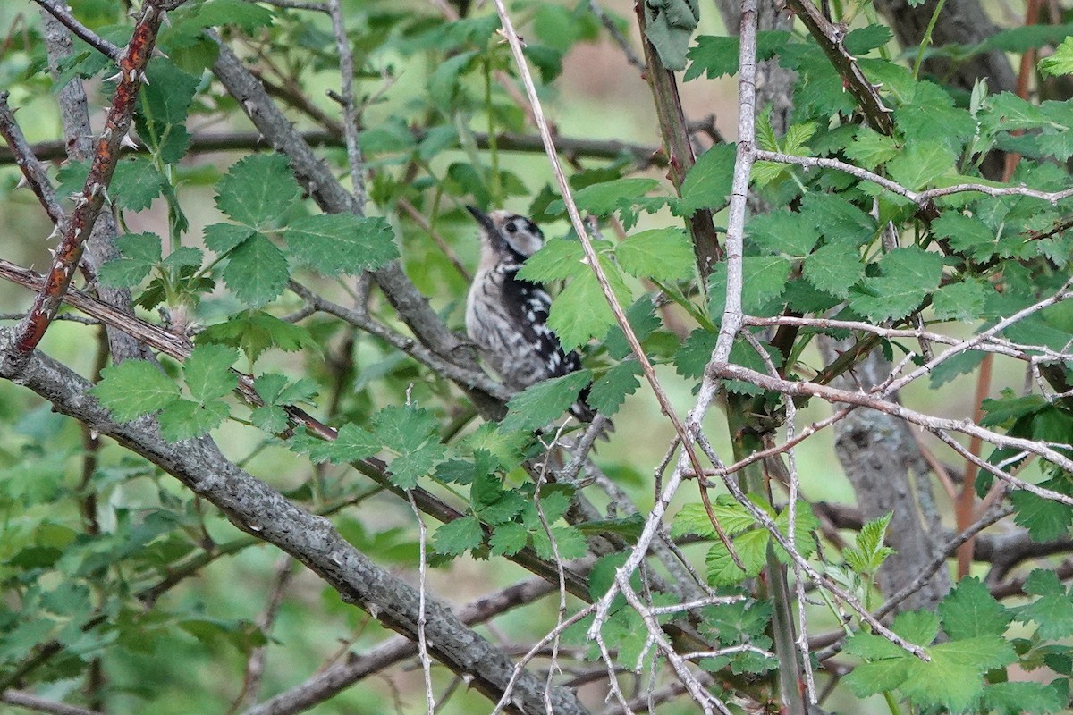 Lesser Spotted Woodpecker - Thomas Gibson