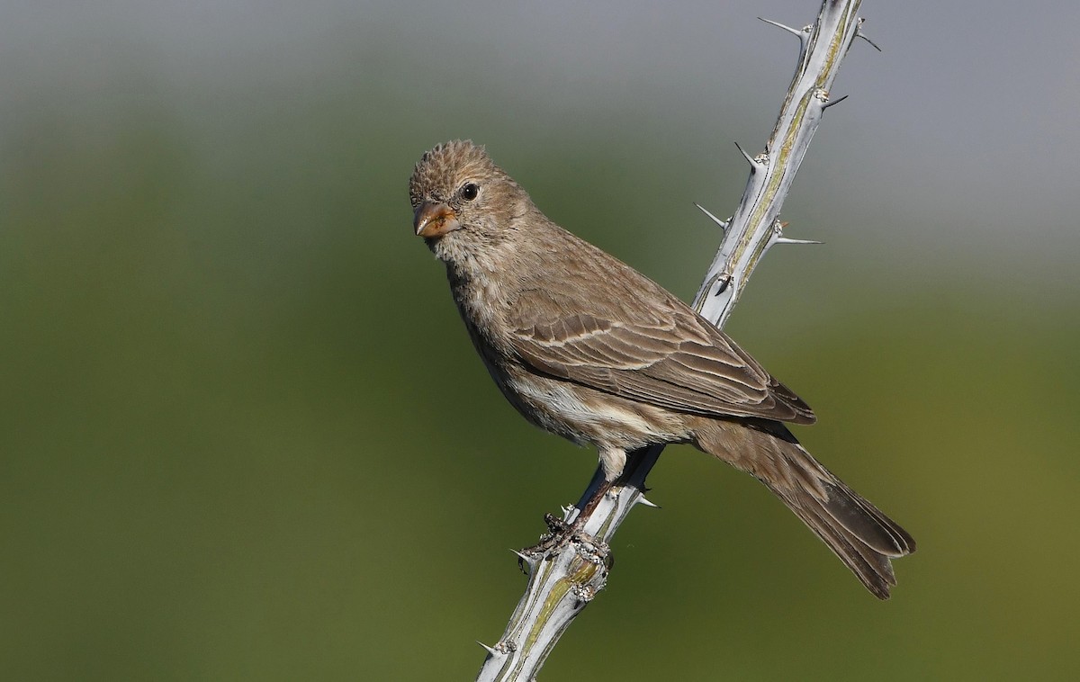 House Finch - David Beaudette