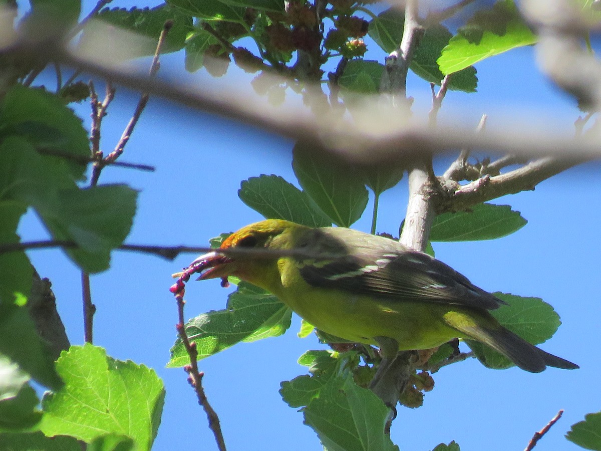 Western Tanager - Jim Crites