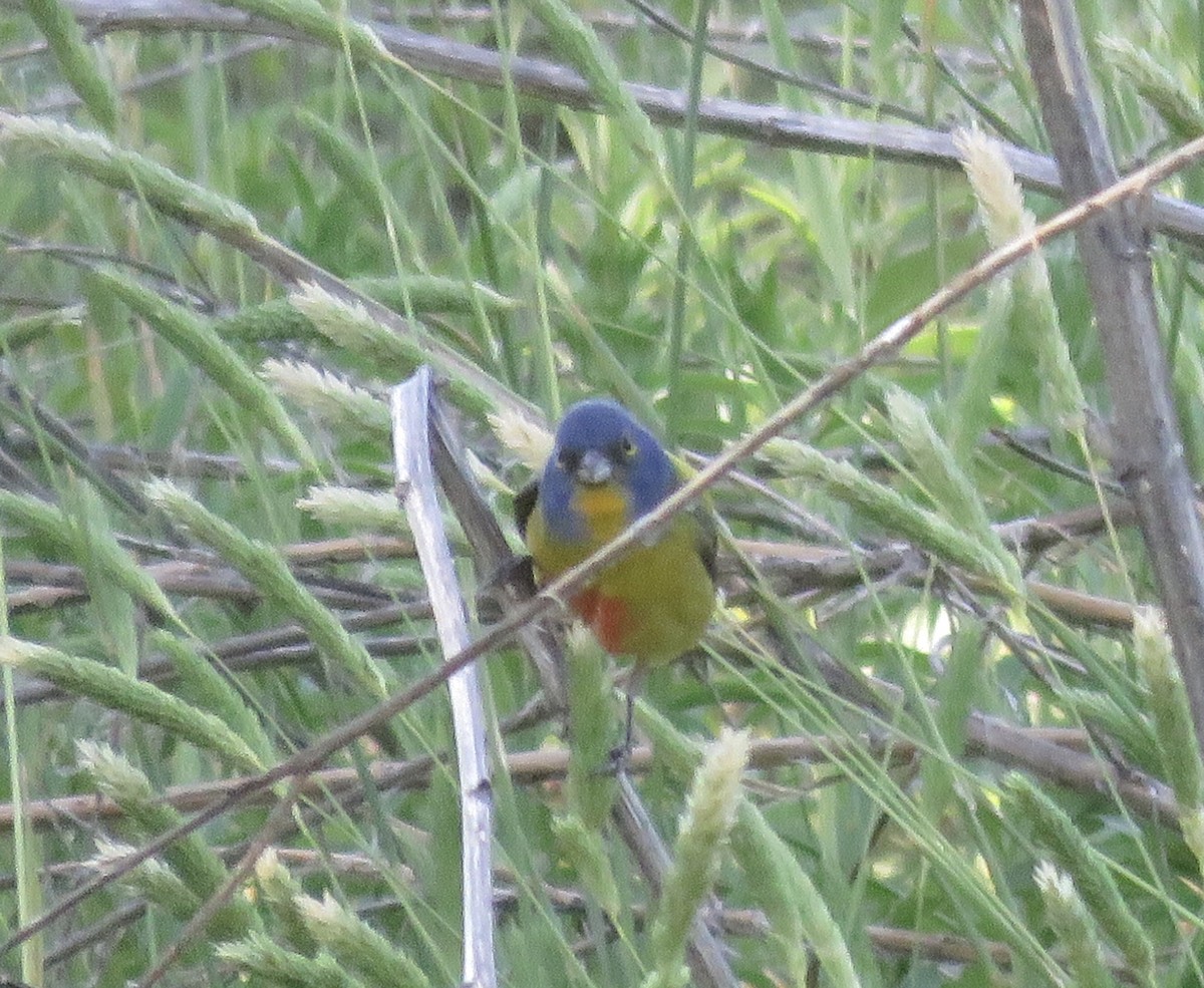 Painted Bunting - Jim Crites