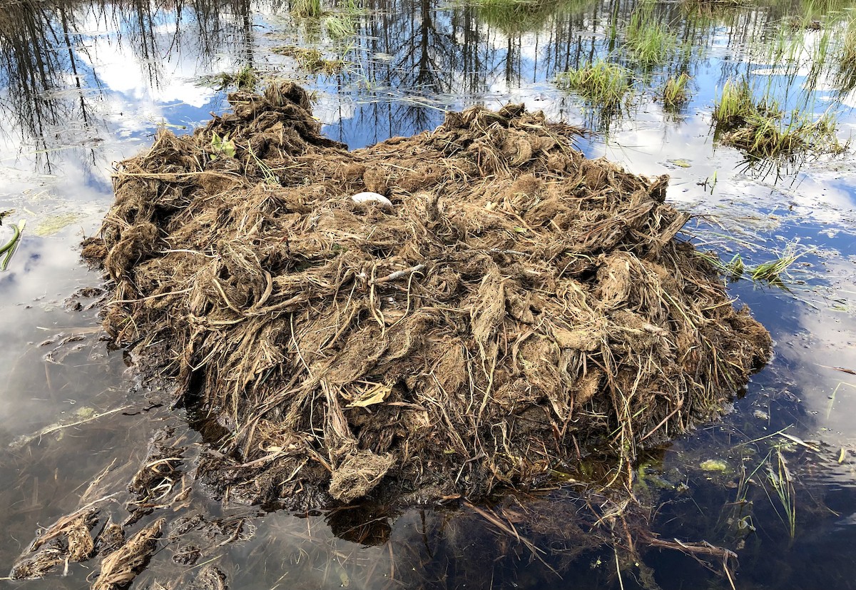 Trumpeter Swan - ML618625741