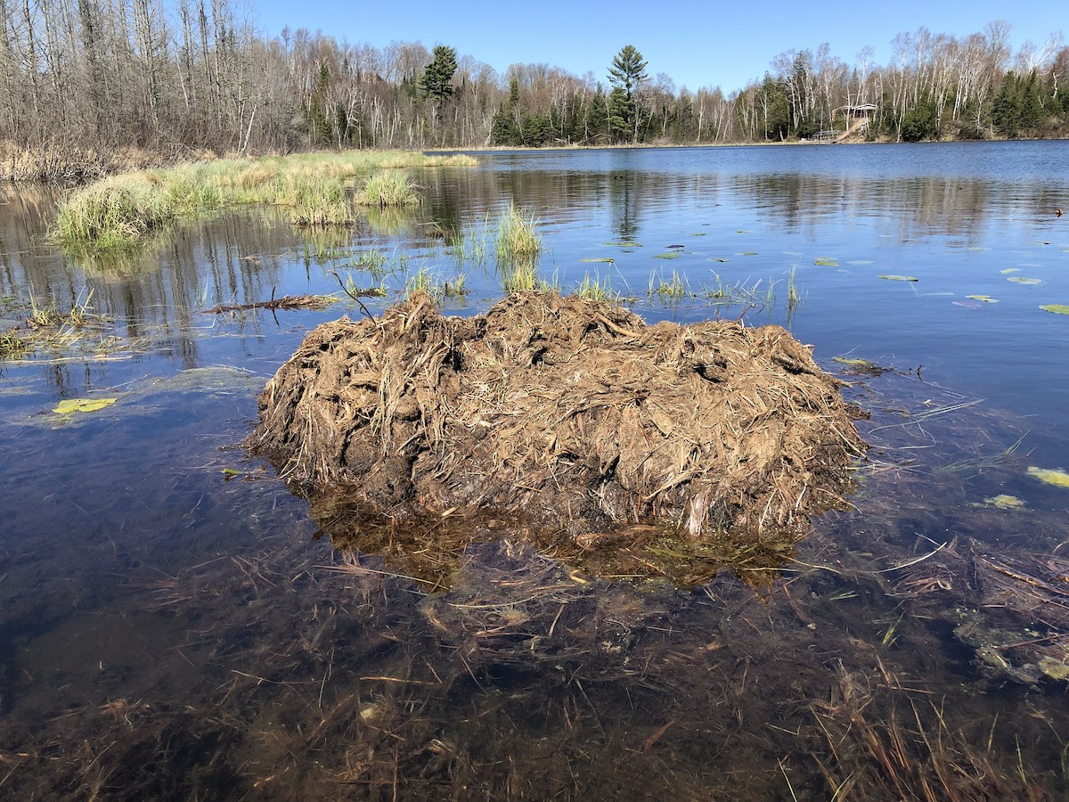 Trumpeter Swan - ML618625761