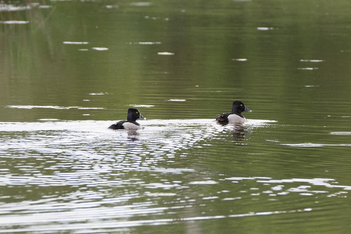 Ring-necked Duck - Candice Lowther