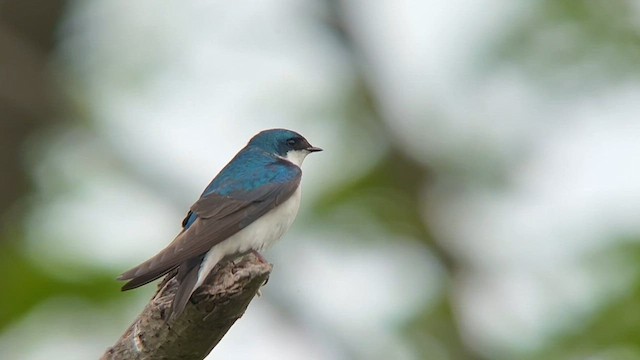 Golondrina Bicolor - ML618625807