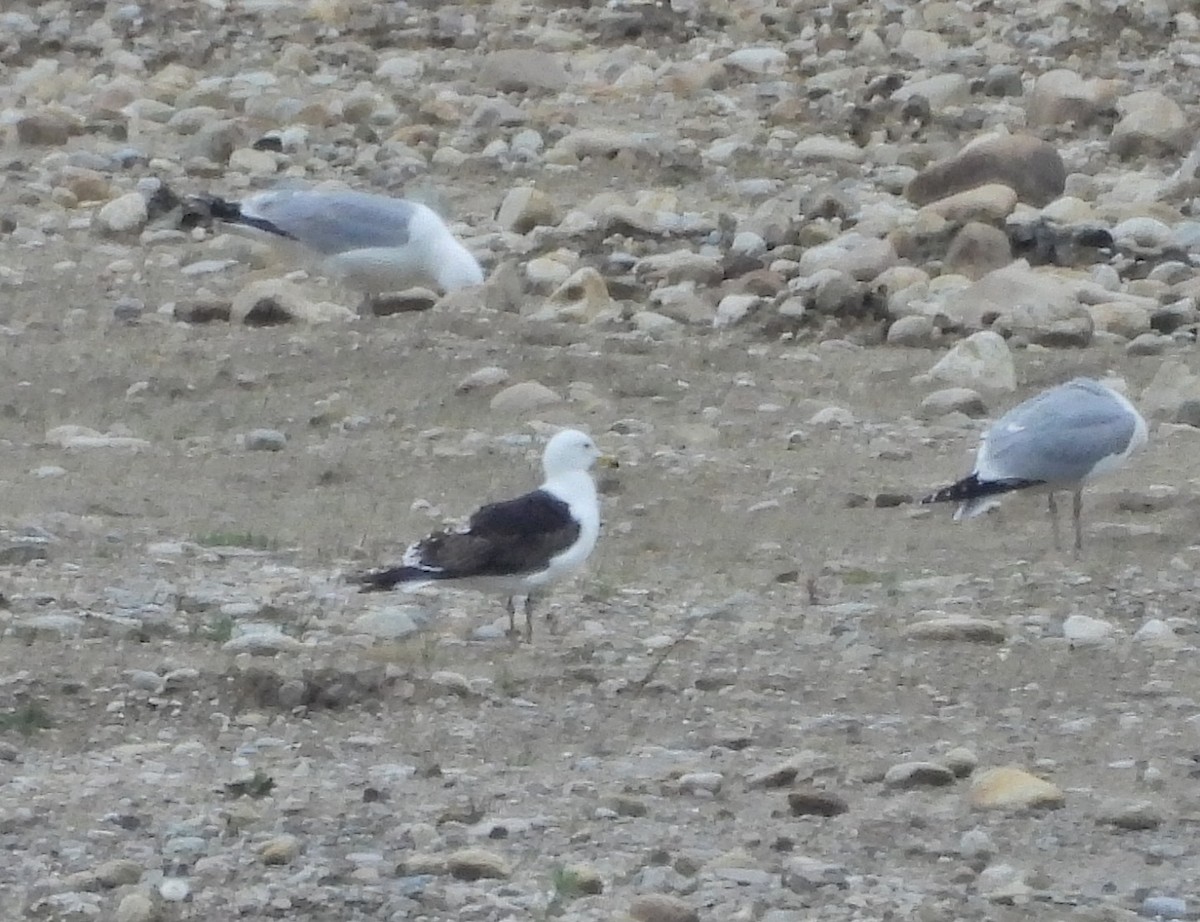 Lesser Black-backed Gull - ML618625811