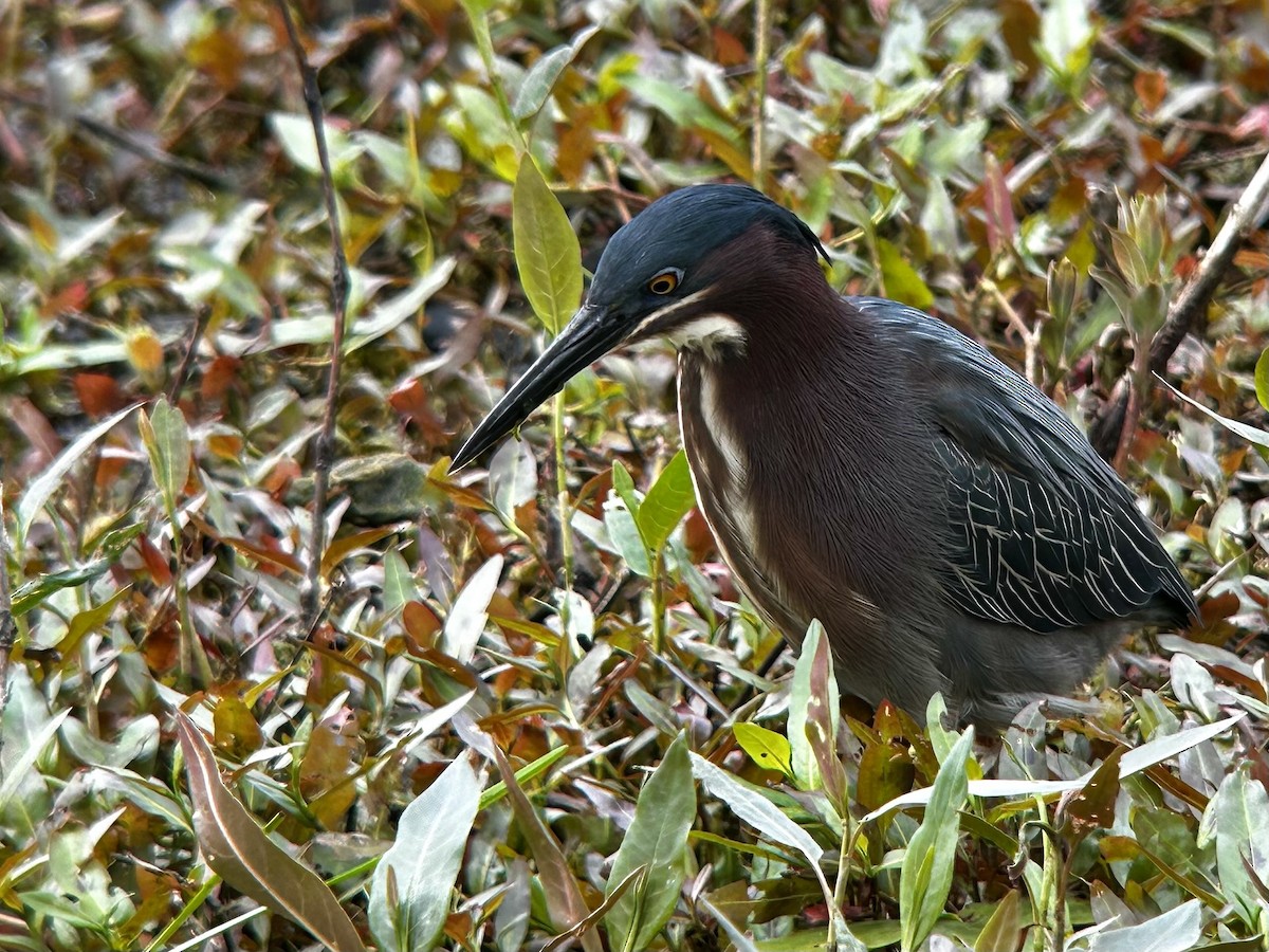 Green Heron - Frank Stetler