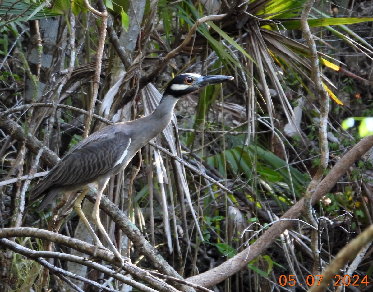 Yellow-crowned Night Heron - ML618625878