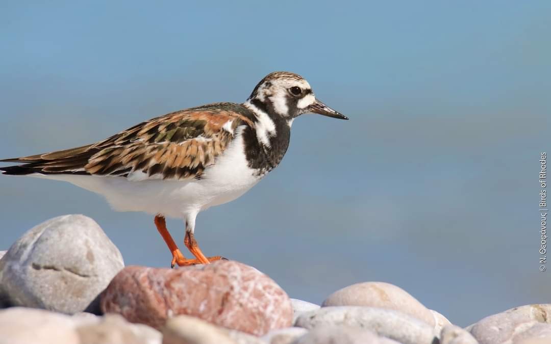 Ruddy Turnstone - ML618625915