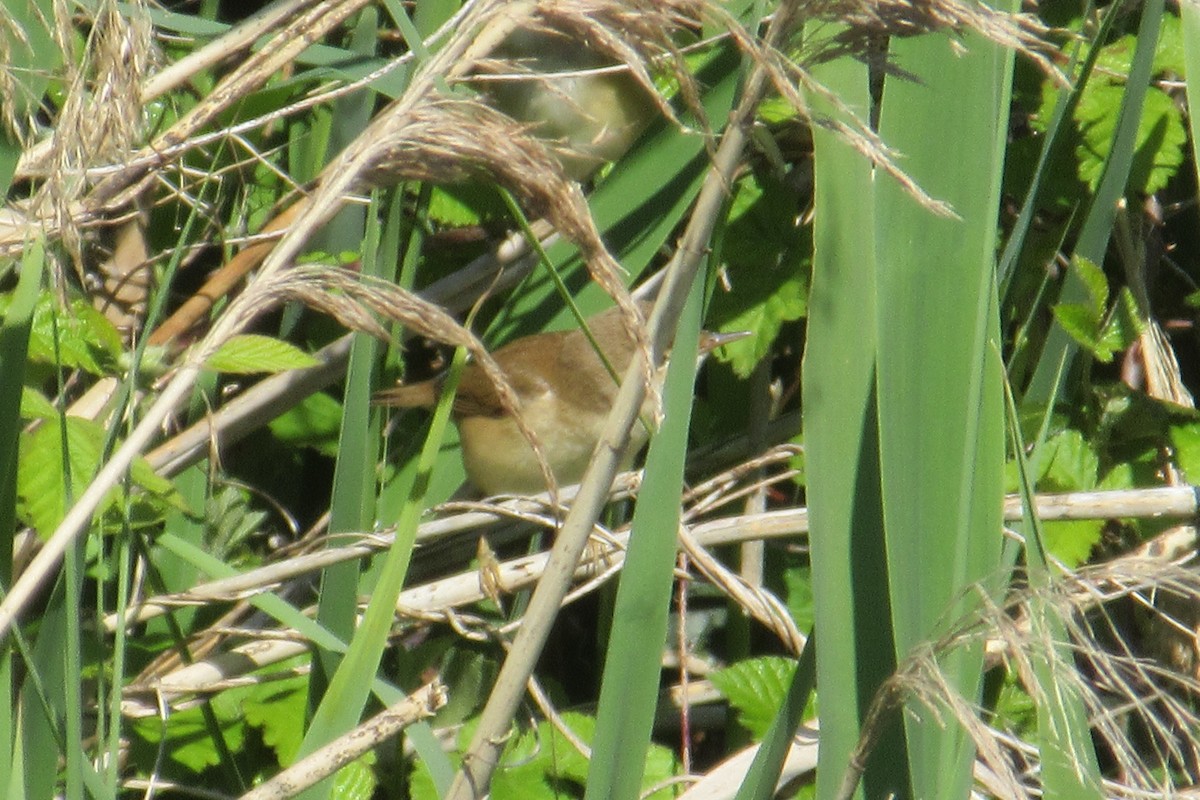 Common Reed Warbler - ML618625918