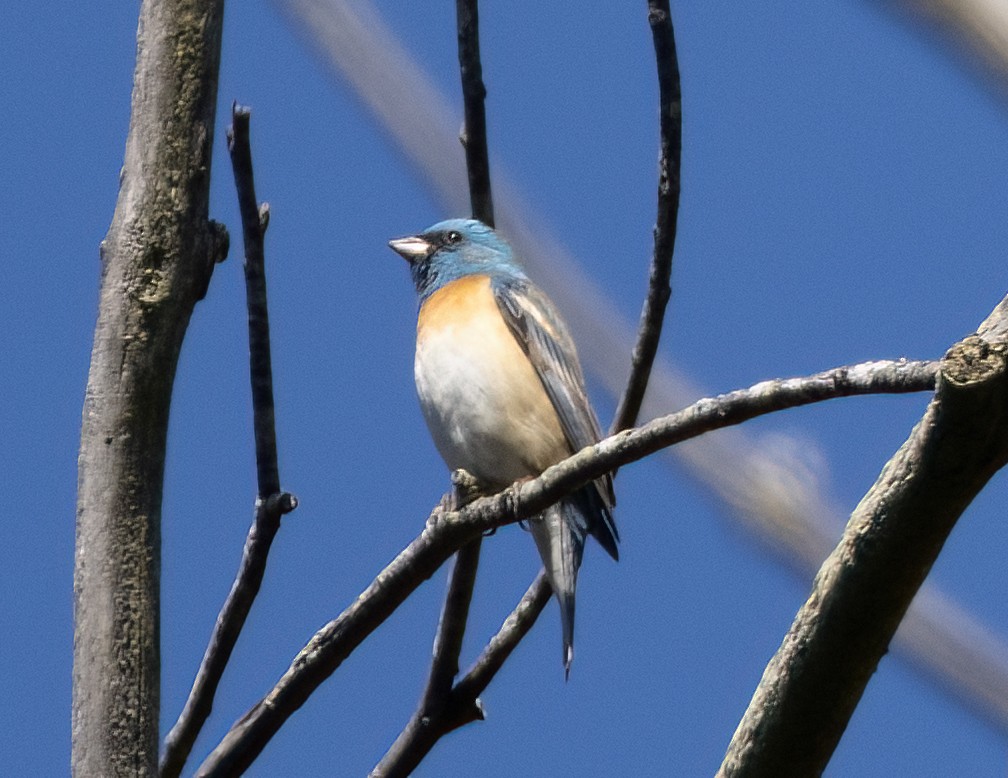 Lazuli Bunting - Nancy Palmer