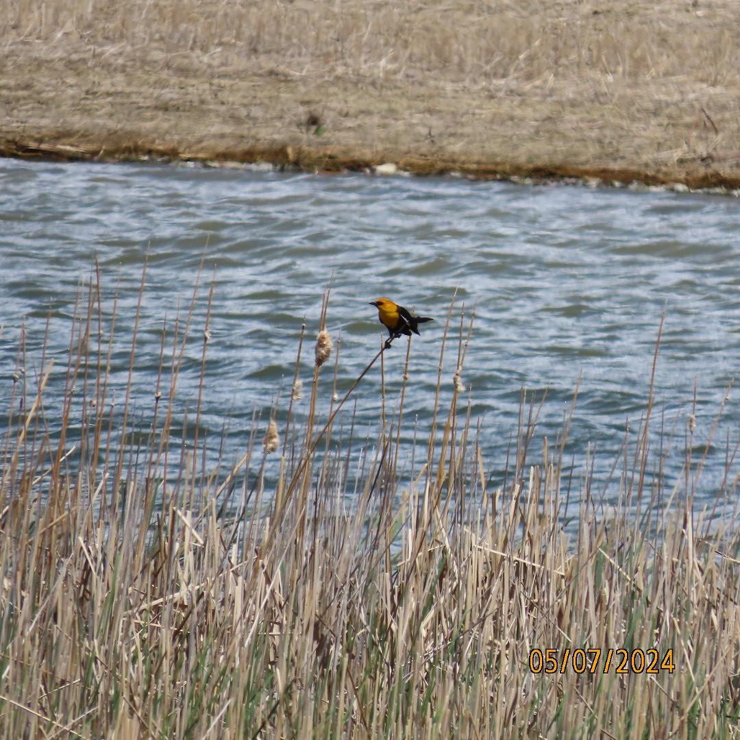 Yellow-headed Blackbird - ML618625944