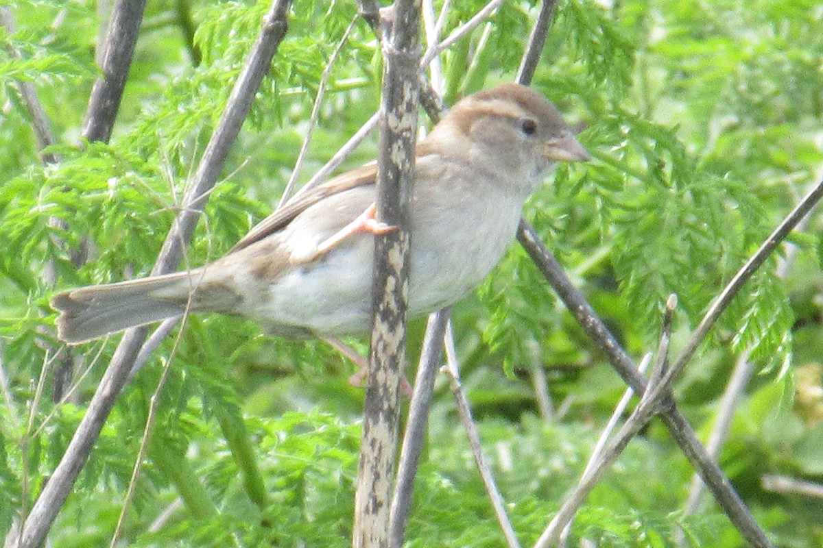 House Sparrow - ML618625979